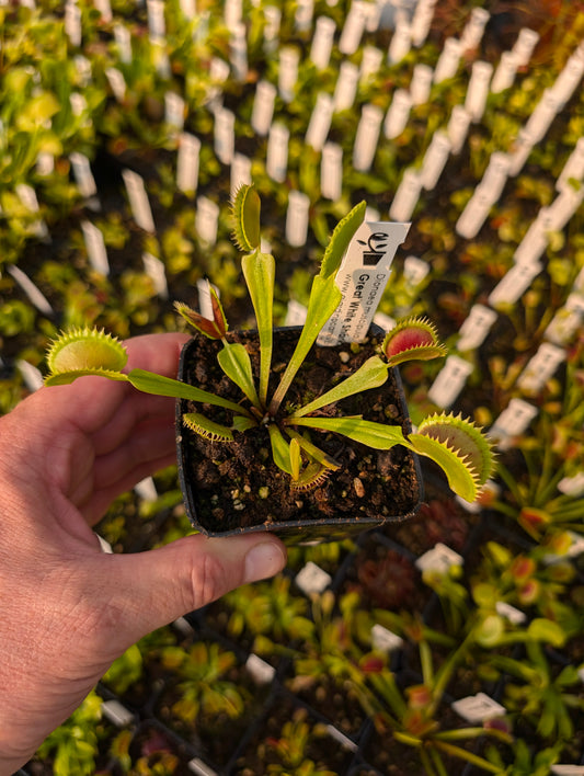 Dionaea muscipula 'Great White Shark'