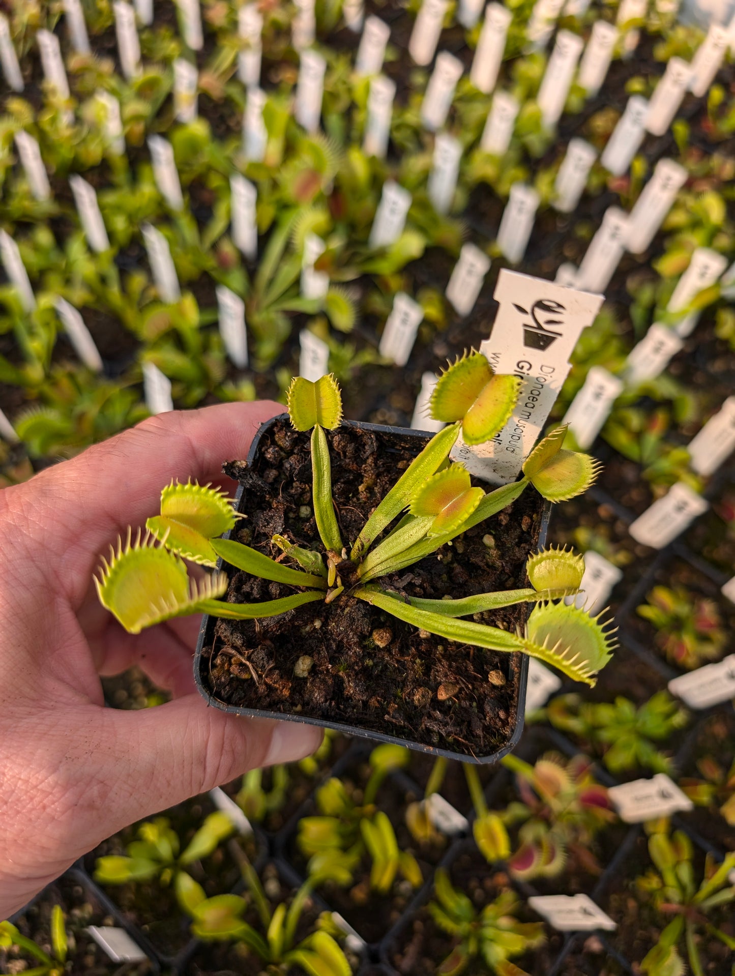 Dionaea muscipula "Giant werewolf"