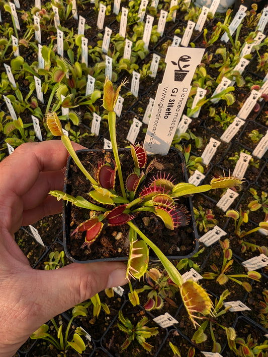 Dionaea muscipula "GJ Stiletto"