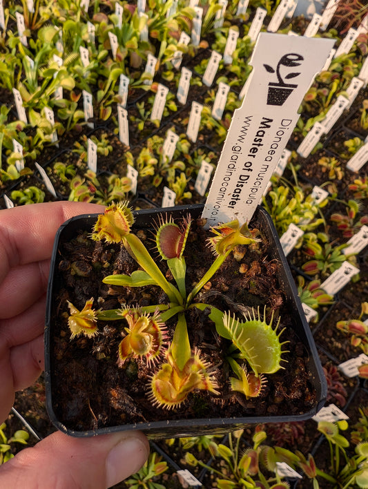 Dionaea muscipula "Master of disaster"