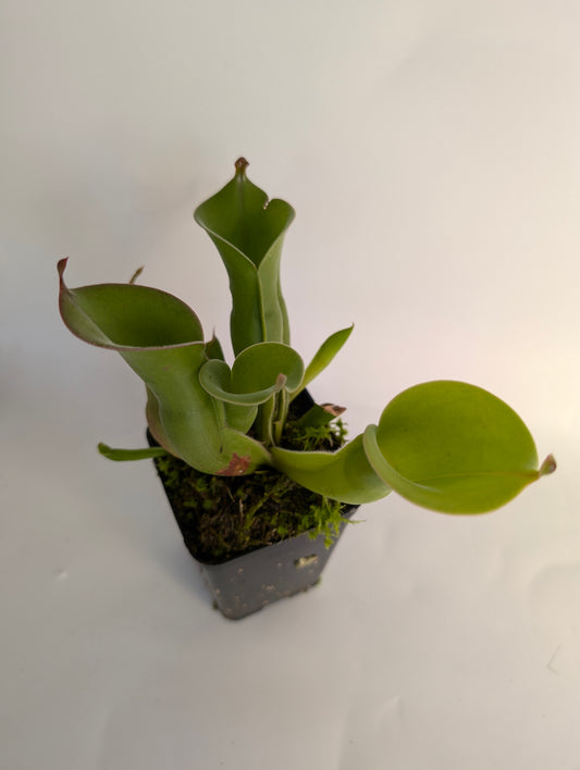 Heliamphora huberi   Akopan Tepui, Venezuela SEEDGROW