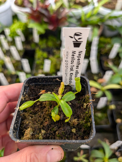 Nepenthes villosa   Mesilau Trail, Kinabalu, Borneo