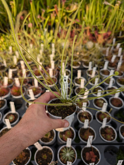 Drosera filiformis var. tracyi