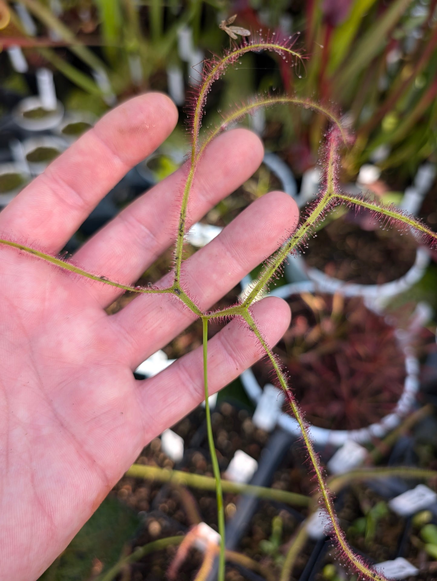 Drosera binata"Octopus"   Very large flowers