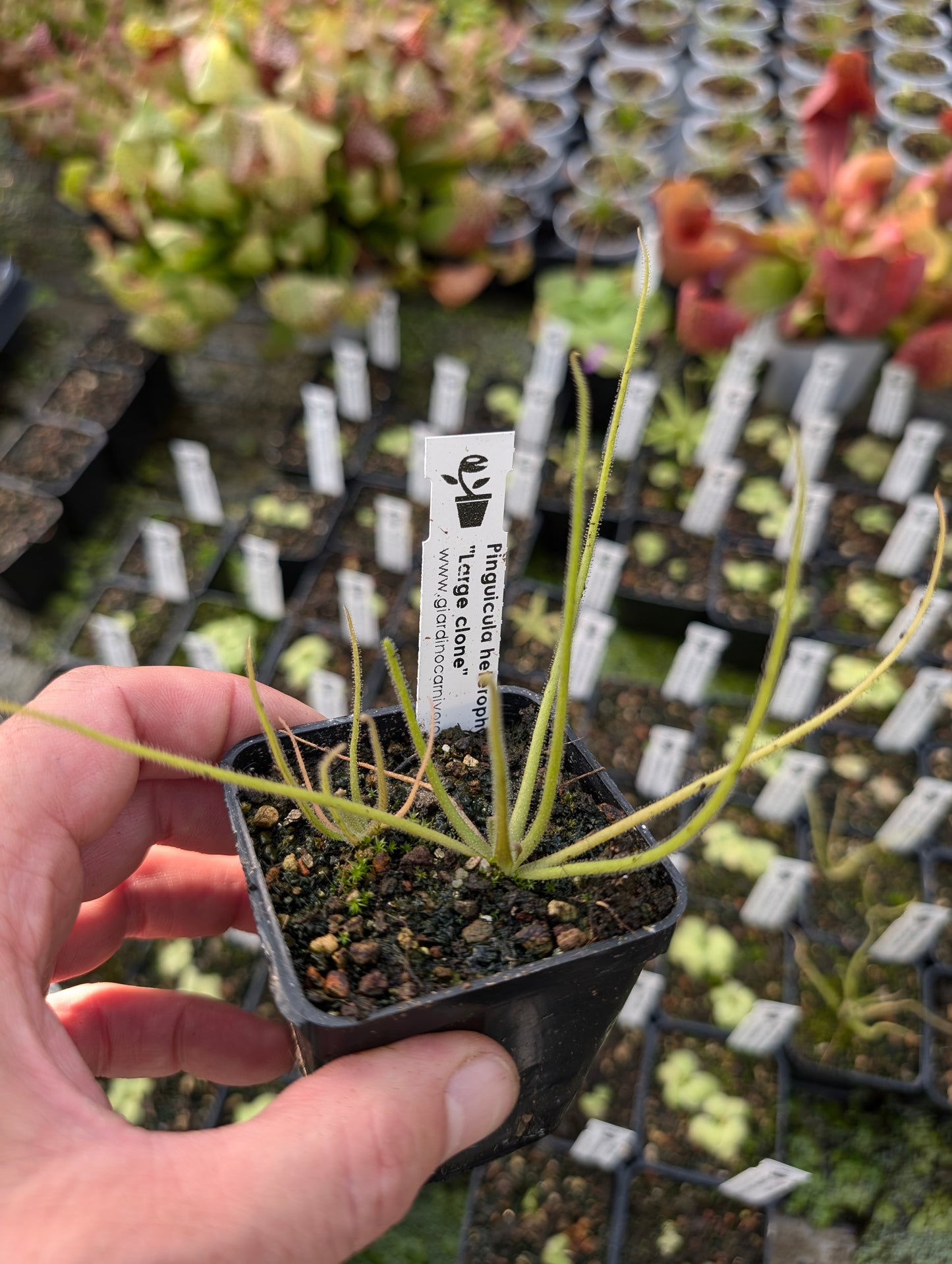 Pinguicula heterophylla  "Large clone"