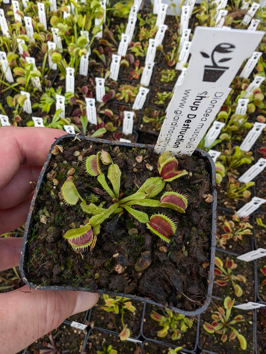 Dionaea muscipula 'Schup Destruction'