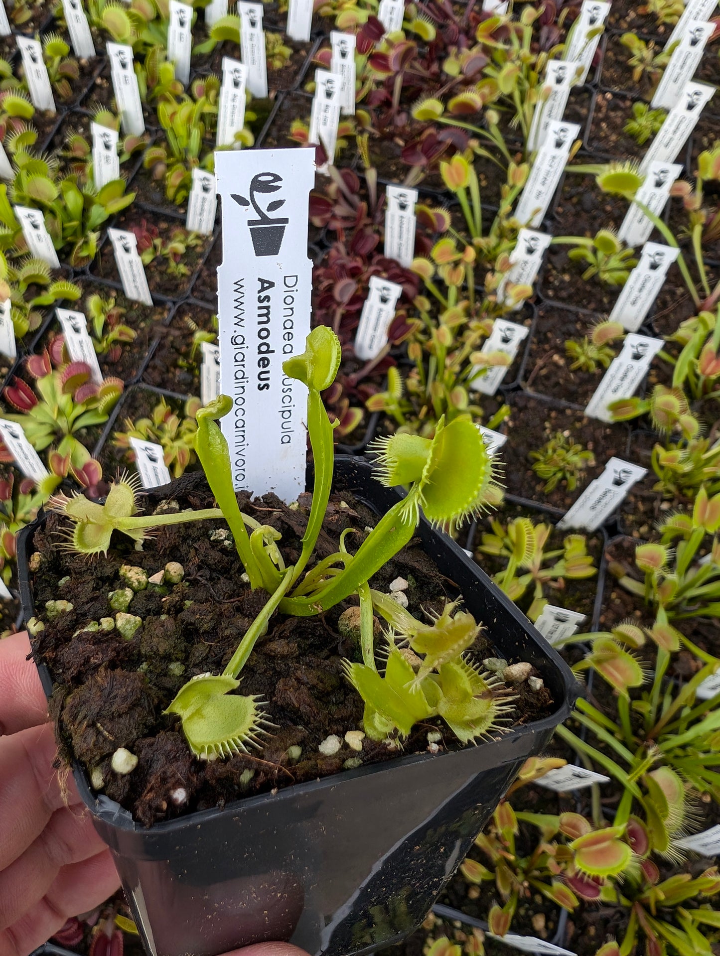 Dionaea muscipula "Asmodeus"