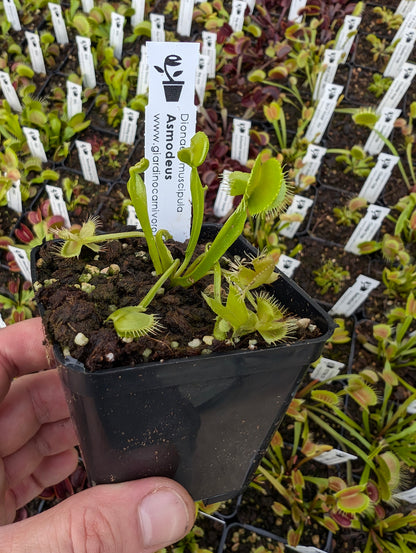 Dionaea muscipula "Asmodeus"