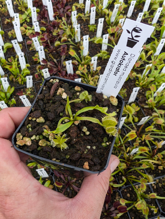 Dionaea muscipula "Autokrator"