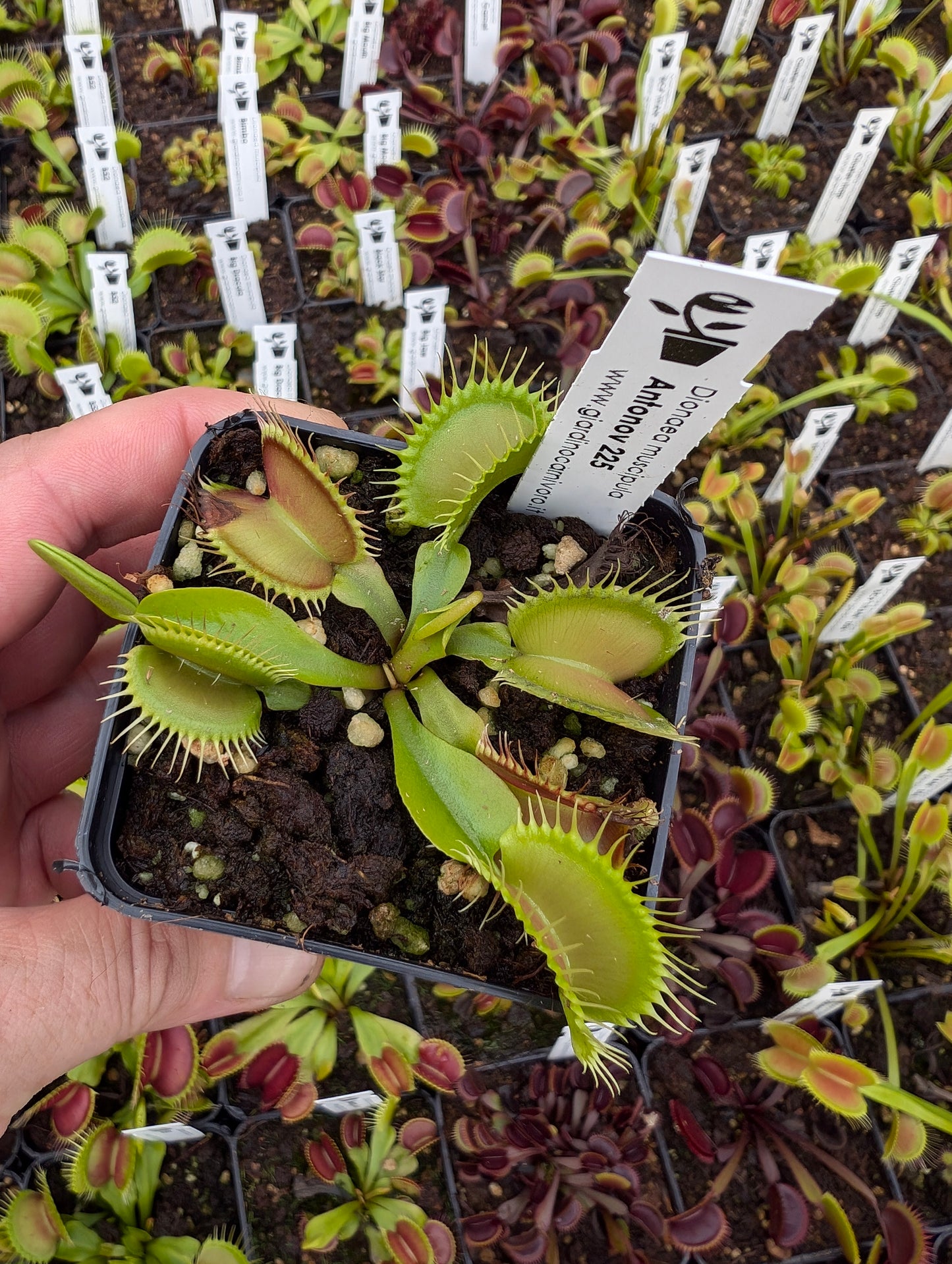 Dionaea muscipula  Antonov 225