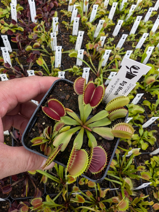 Dionaea muscipula 'Big mouth'