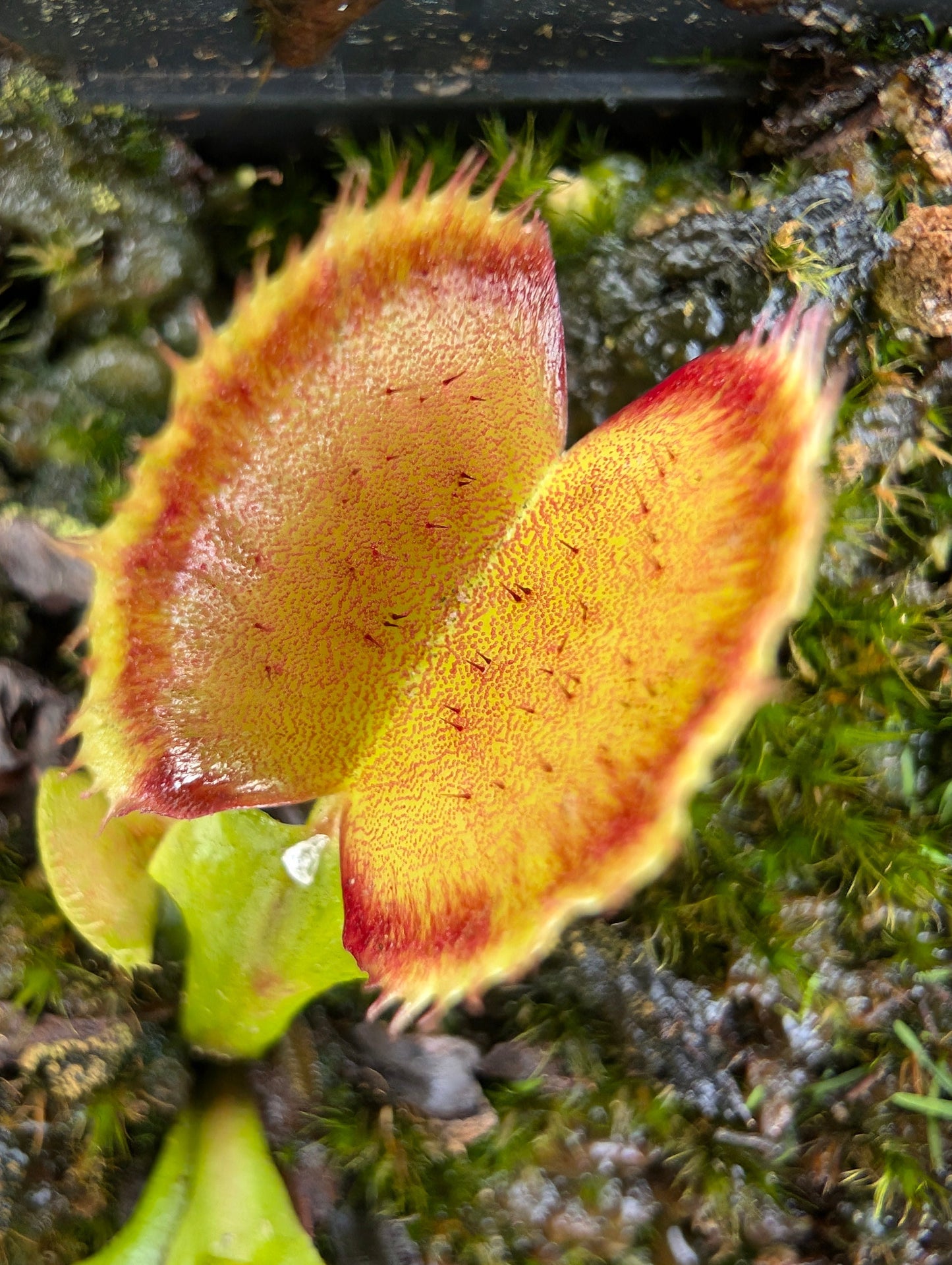 Dionaea muscipula 'Carboni Ardenti'