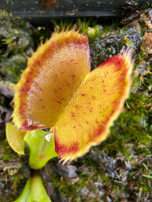 Dionaea muscipula 'Carboni Ardenti'