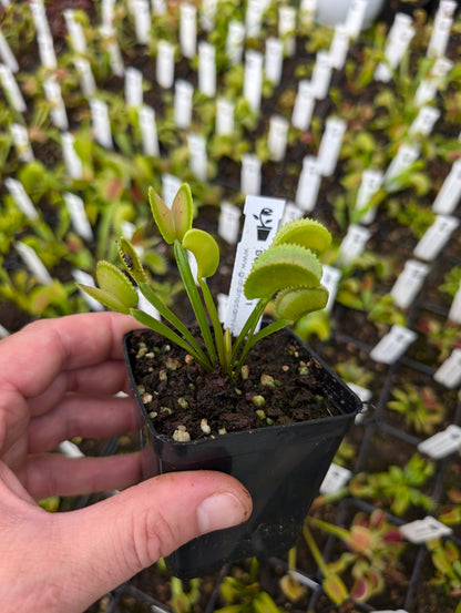 Dionaea muscipula 'Dentate X11 BCP'