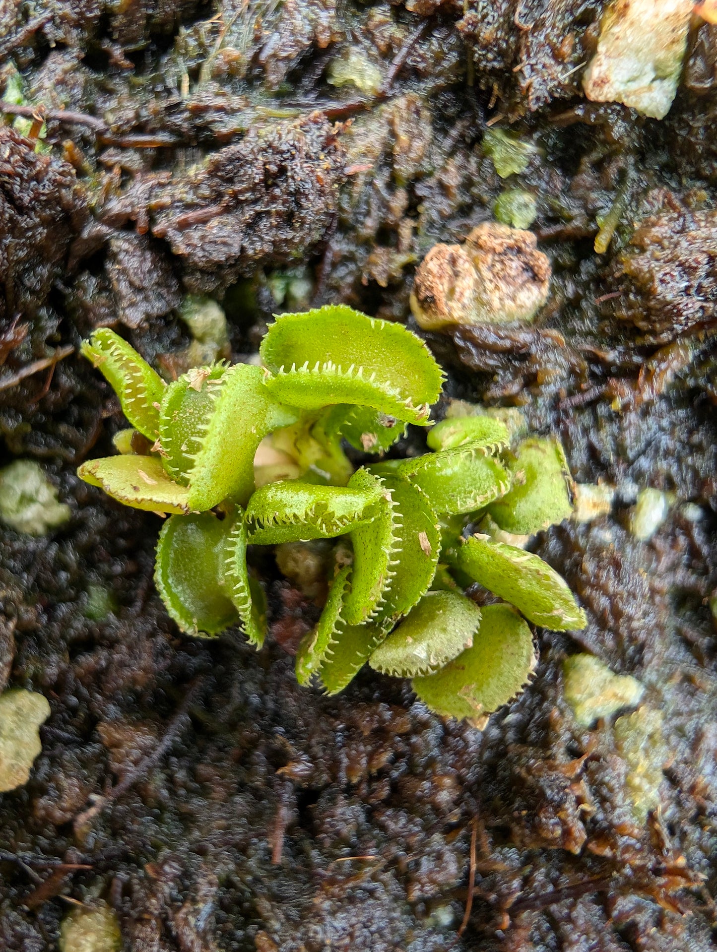 DIonaea muscipula 'Cudo'