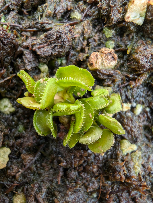 Dionaea muscipula 'Cudo'