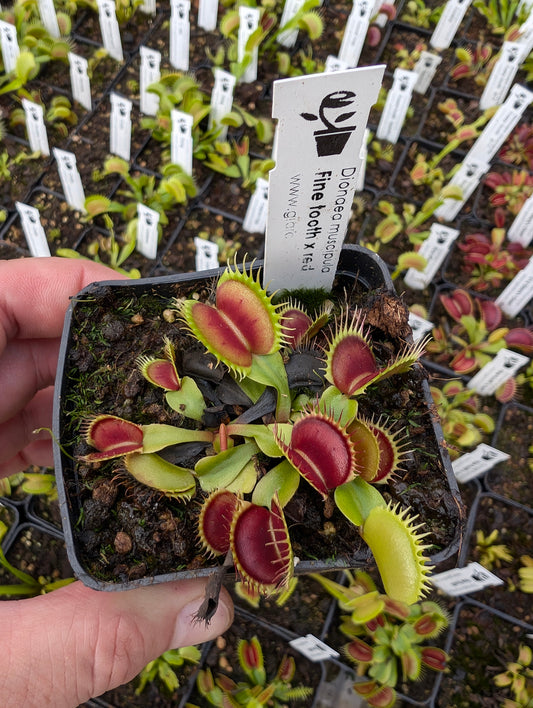 Dionaea muscipula "Fine tooth x red"