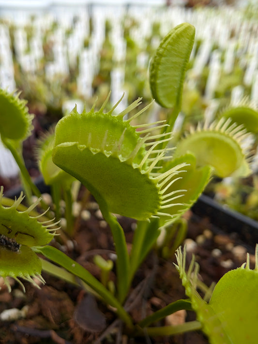 Dionaea muscipula "Plumechon"