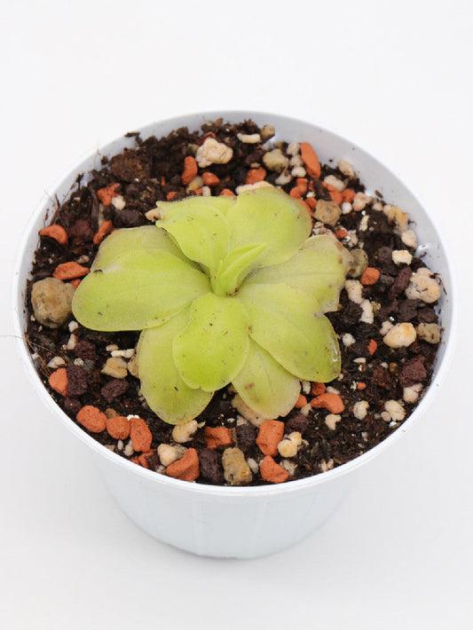 Pinguicula moranensis x laueana