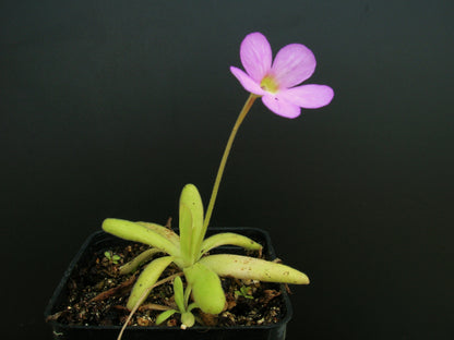 Pinguicula x 'Aphrodite'