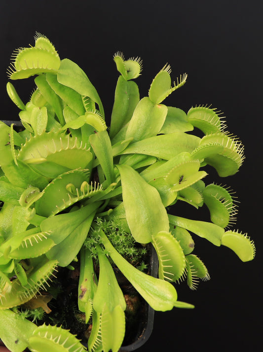 Dionaea muscipula "Rabbit teeth"