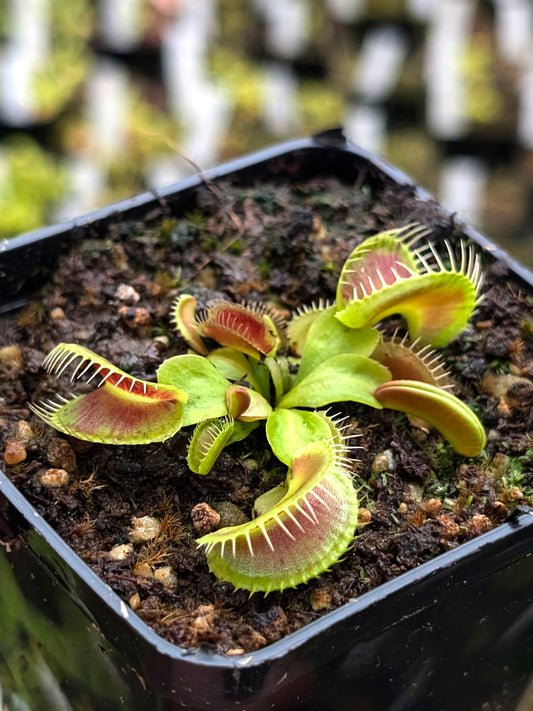 Dionaea muscipula "Ramesse I"