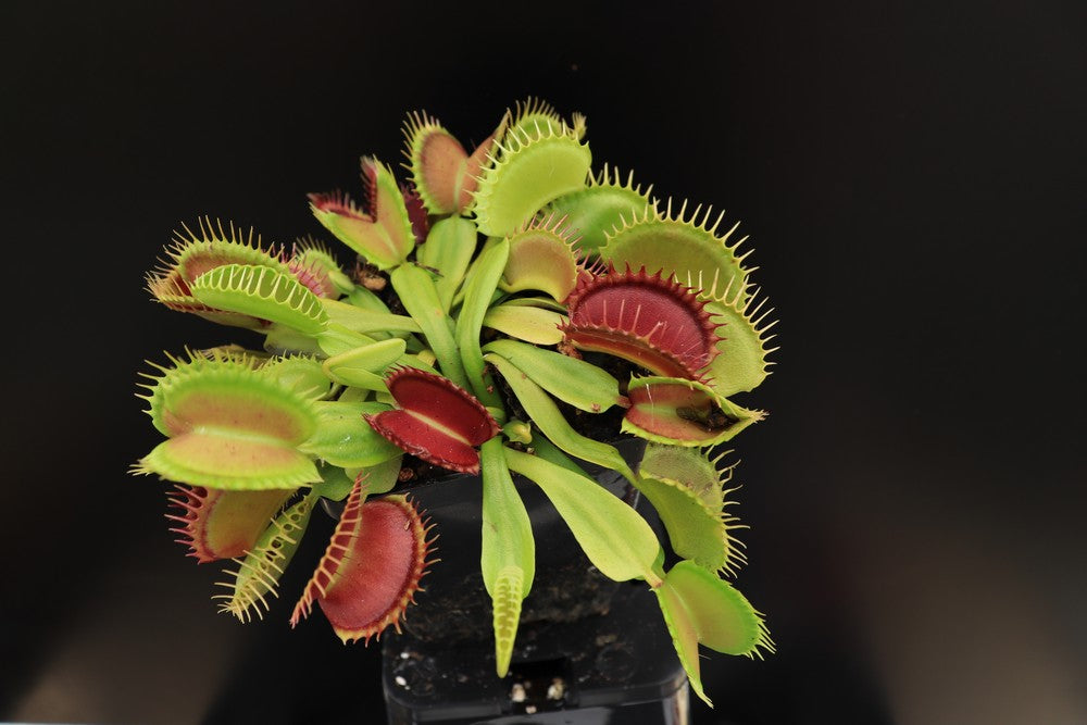 Dionaea muscipula "Raptor"