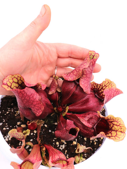 PV8 GC Sarracenia purpurea ssp. venöse „Rote Blase“