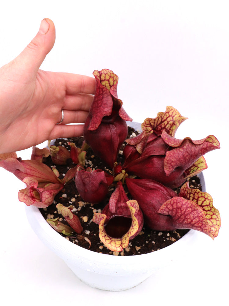 PV8 GC Sarracenia purpurea ssp. venöse „Rote Blase“