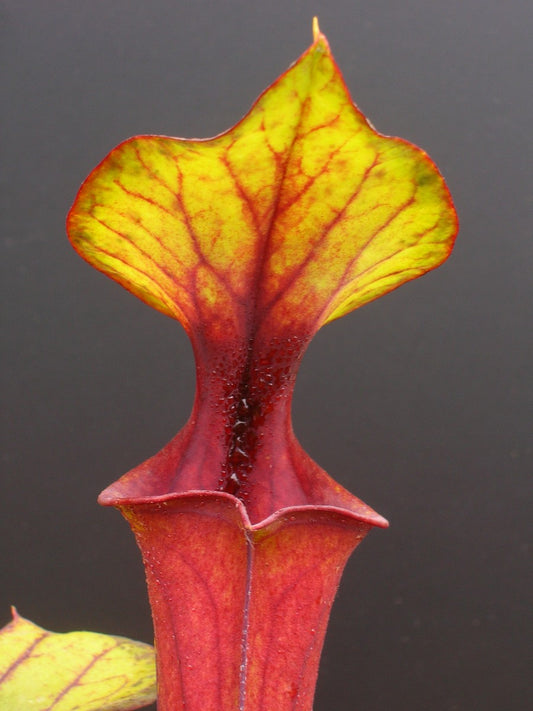 Sarracenia flava var. rubricorpora Holley, FL,W Prominent throat patch F83 MK