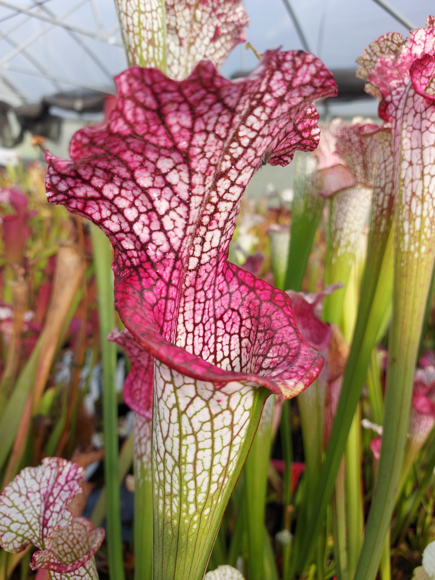 L3 GC Sarracenia leucophylla „Viper“