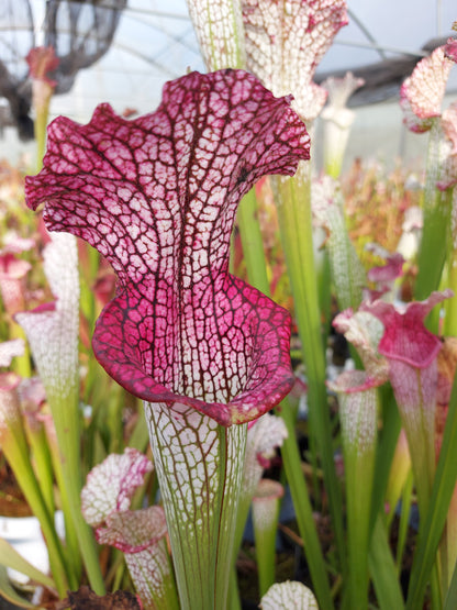 L3 GC Sarracenia leucophylla „Viper“