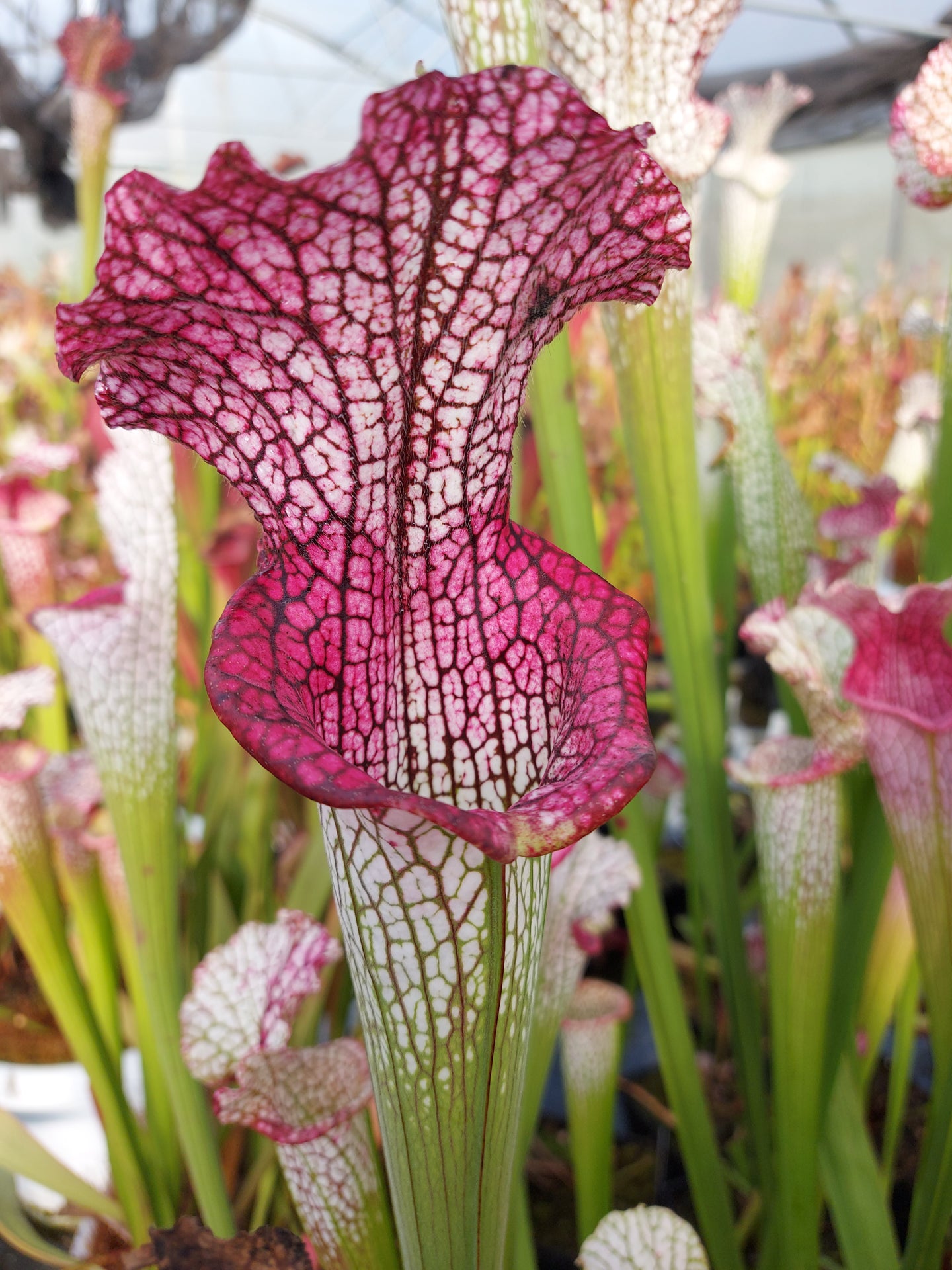 L3 GC Sarracenia leucophylla „Viper“