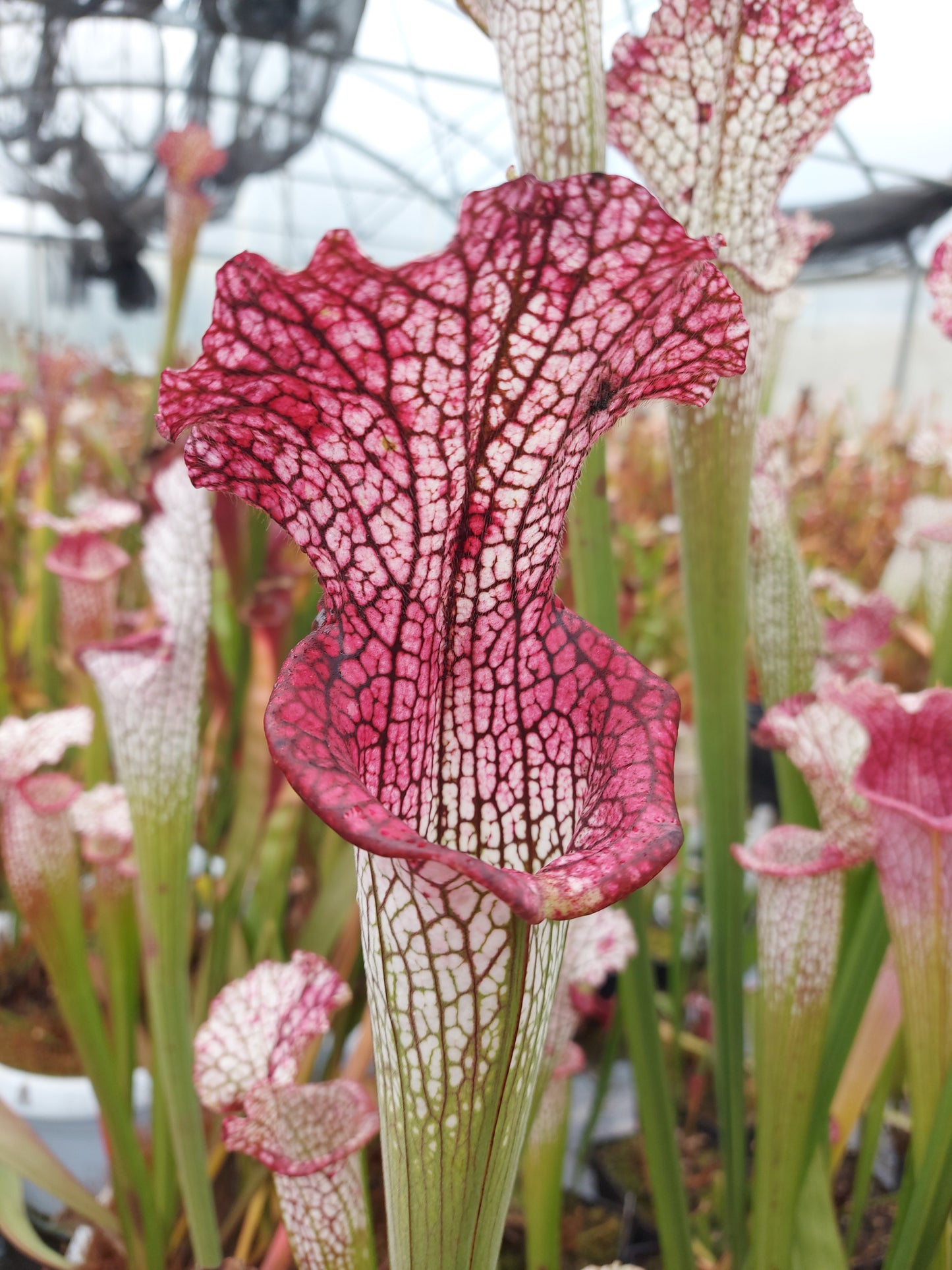 L3 GC Sarracenia leucophylla „Viper“