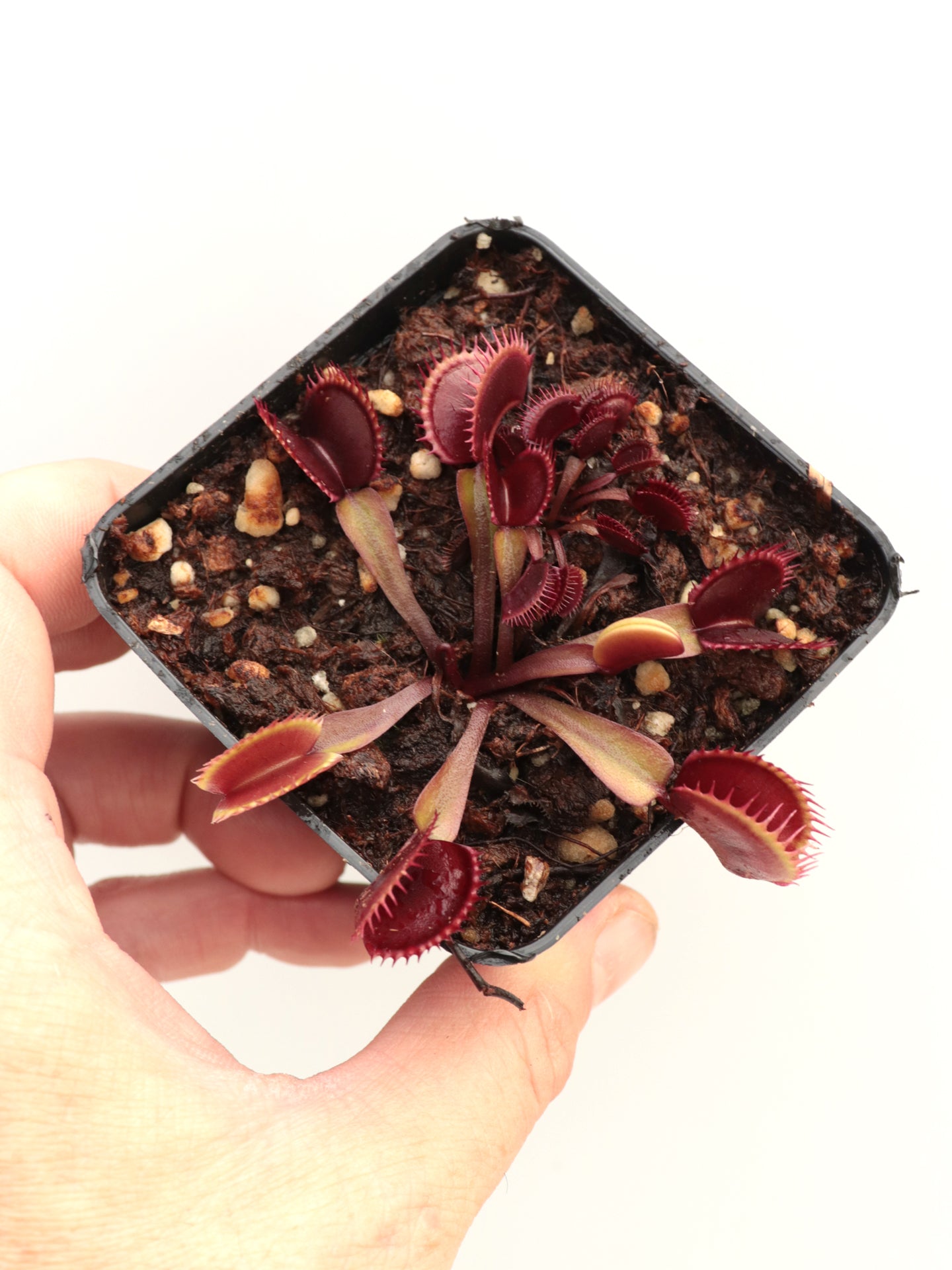 Dionaea muscipula "Red shark teeth"