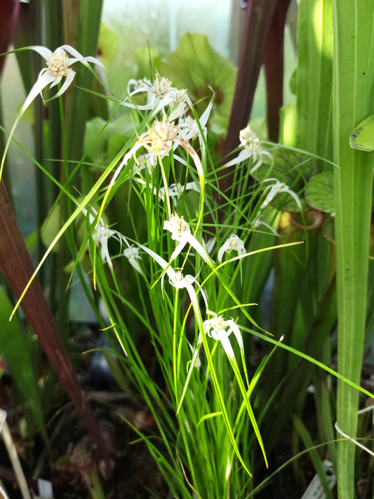 Rhynchospora colorata