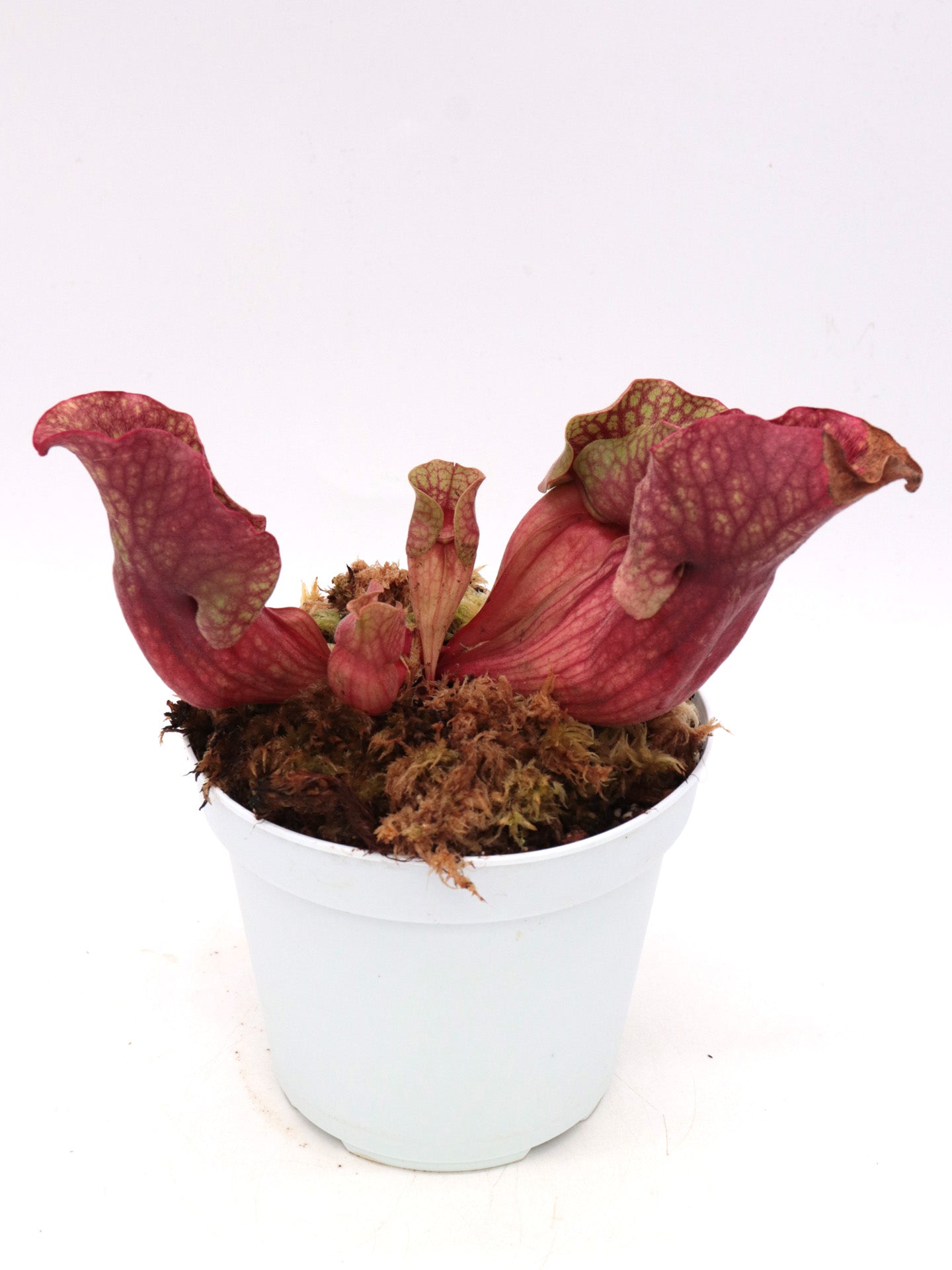 Sarracenia rosea Citronelle, AL.