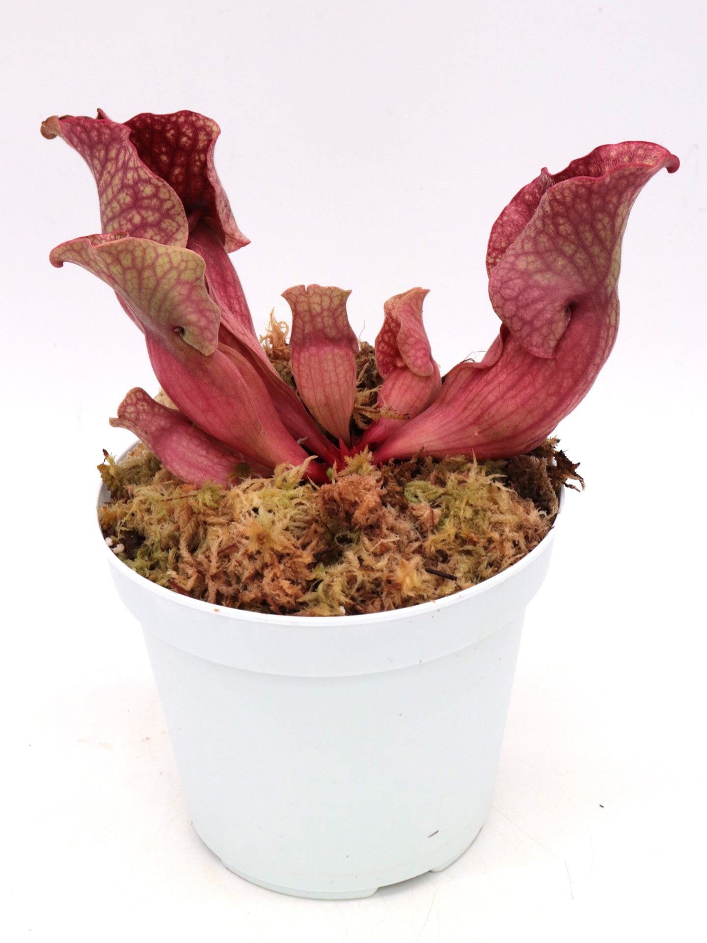 Sarracenia rosea Citronelle, AL.