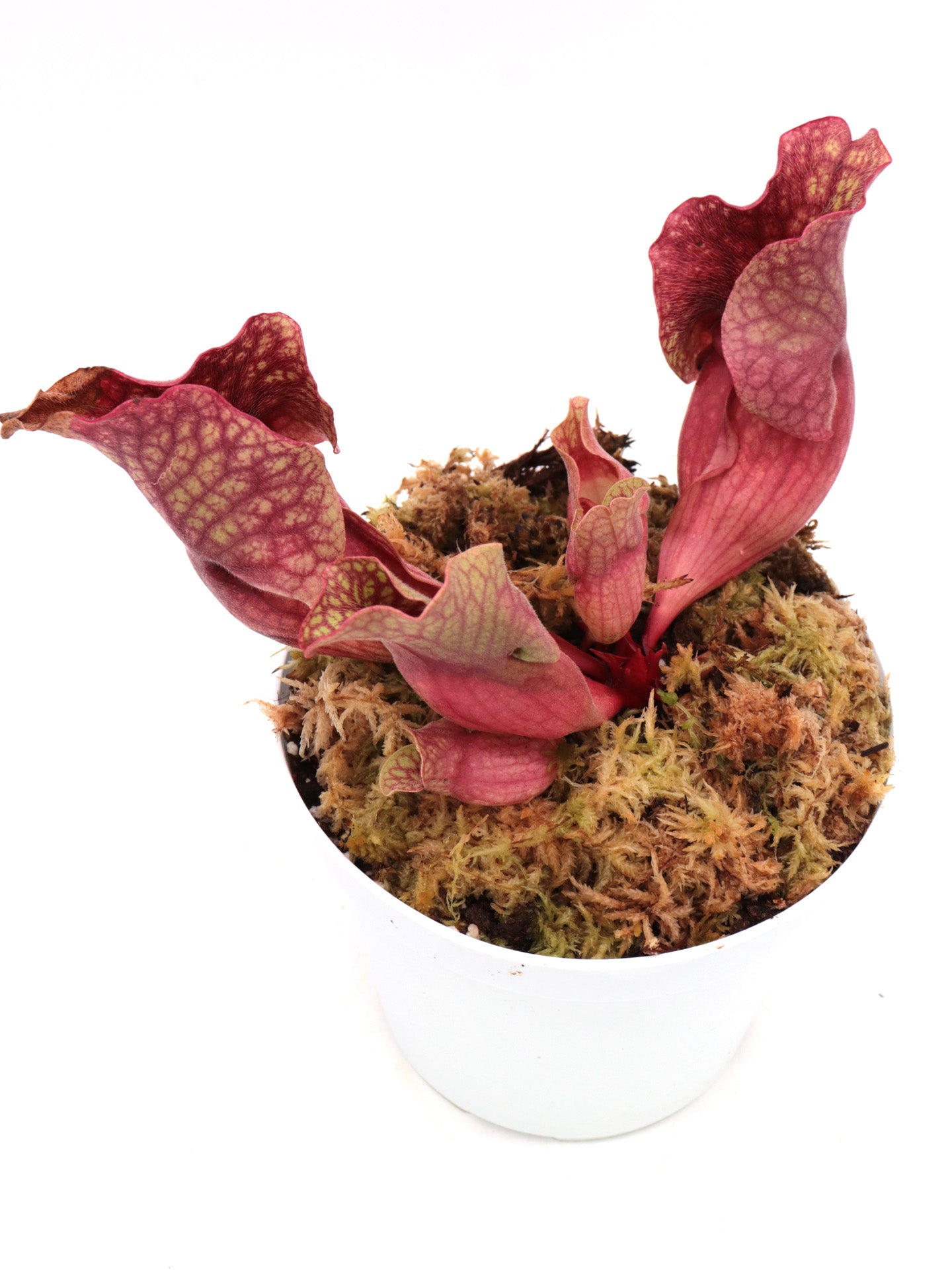 Sarracenia rosea Citronelle, AL.