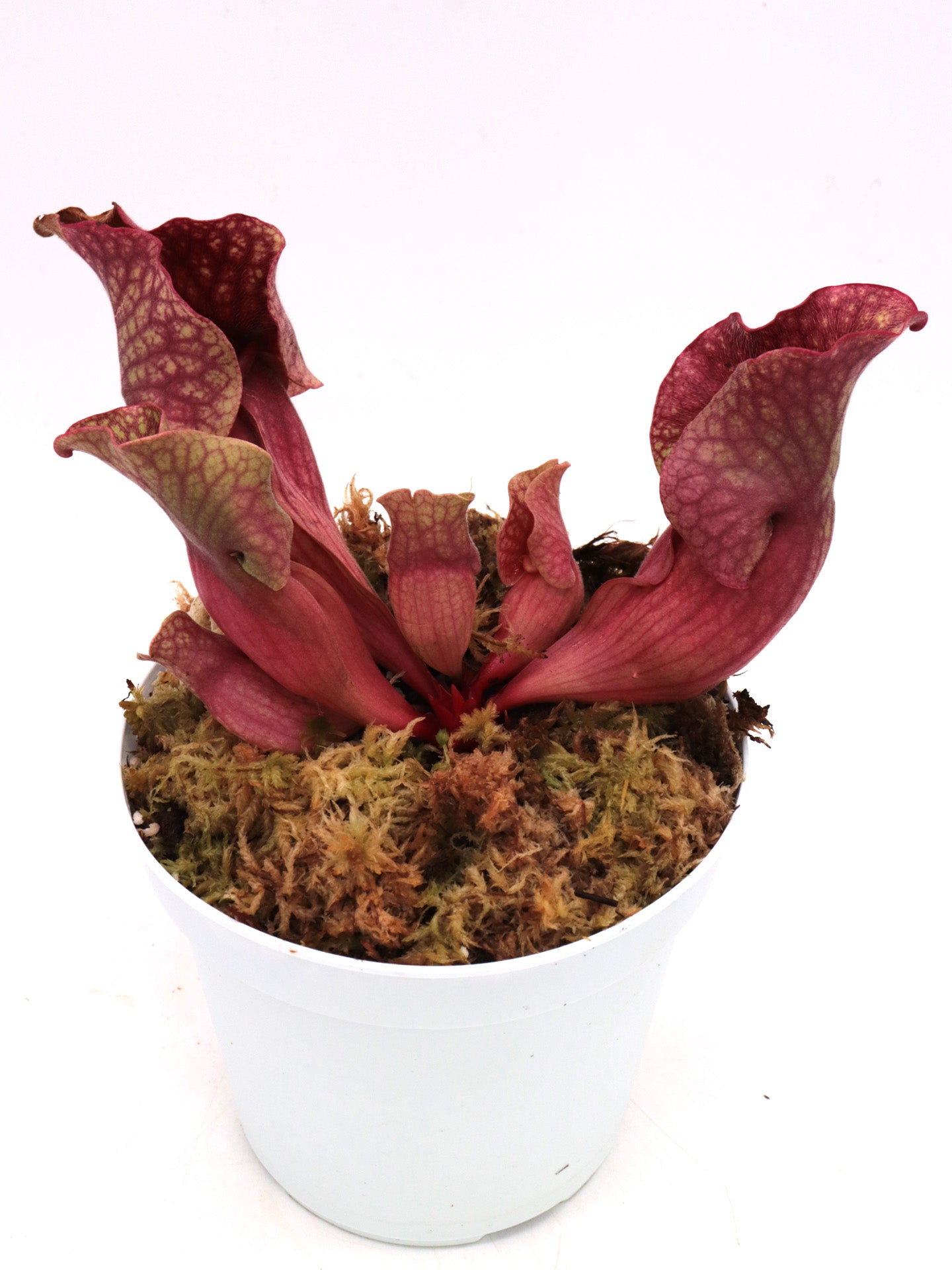 Sarracenia rosea Citronelle, AL.