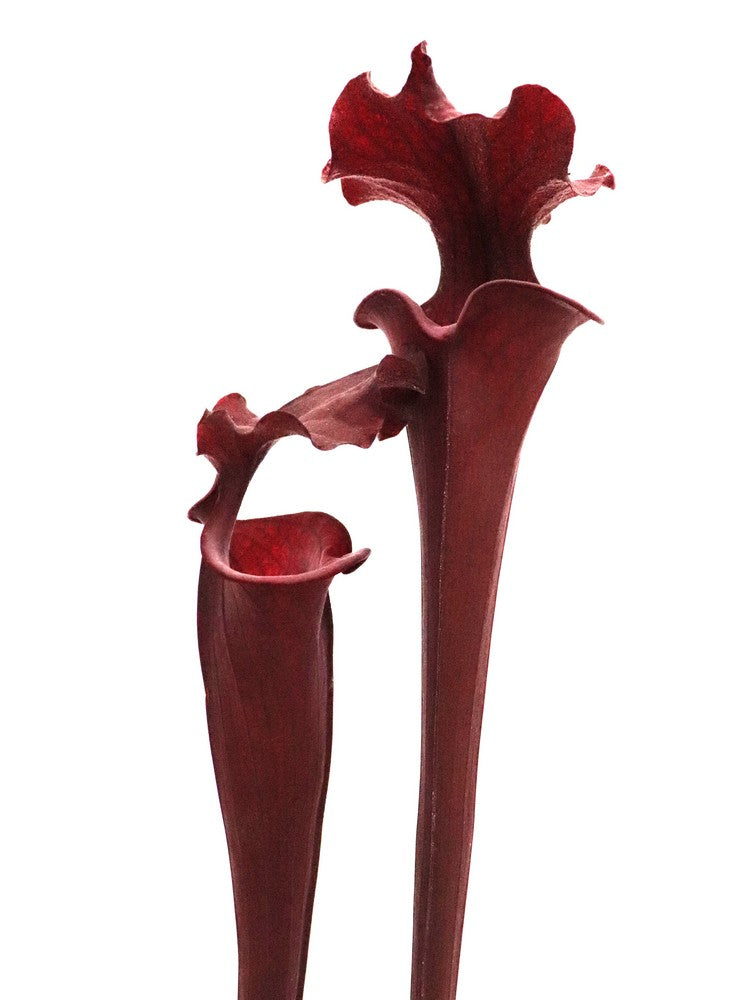 Sarracenia 'Royal ruby'