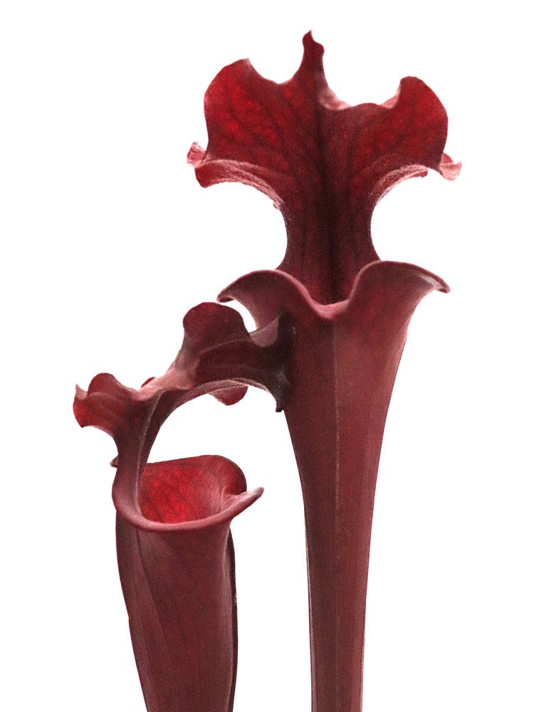 Sarracenia 'Royal Ruby'