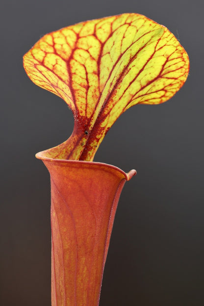 Sarracenia flava var. rubricorpora  F20 MK Giant red tube, Apalachicola