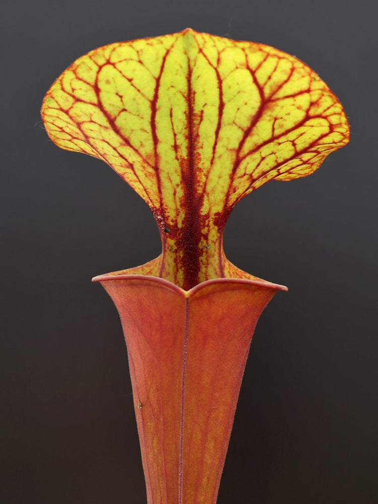 Sarracenia flava var. rubricorpora  F20 MK Giant red tube, Apalachicola