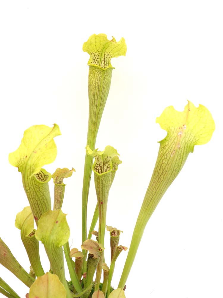 Sarracenia rubra ssp. alabamensis