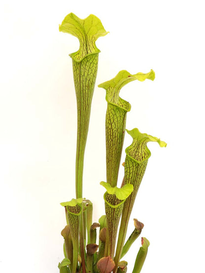 Sarracenia rubra ssp. alabamensis