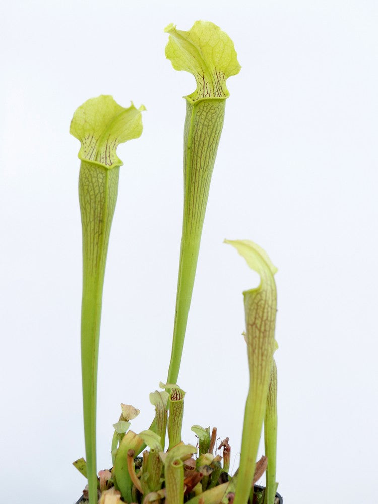 Sarracenia rubra ssp. alabamensis