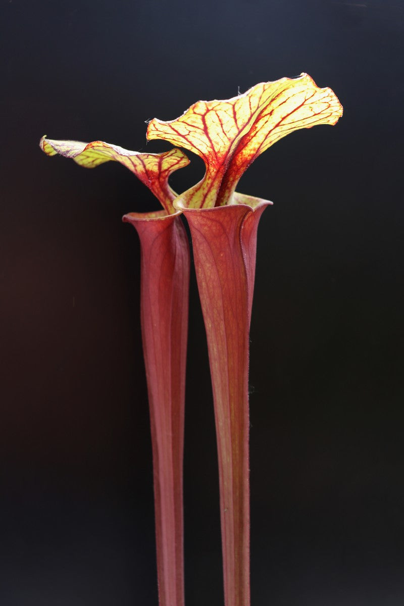 Sarracenia flava var. rubricorpora  Sumatra  "Very tall"