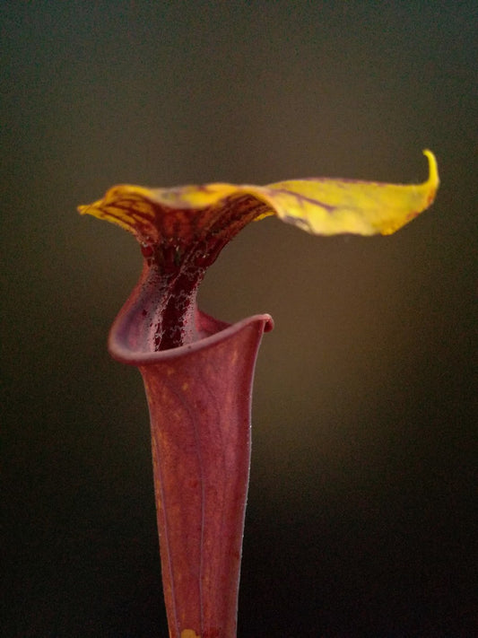 Sarracenia flava var. rubricorpora Wewahitchka FL