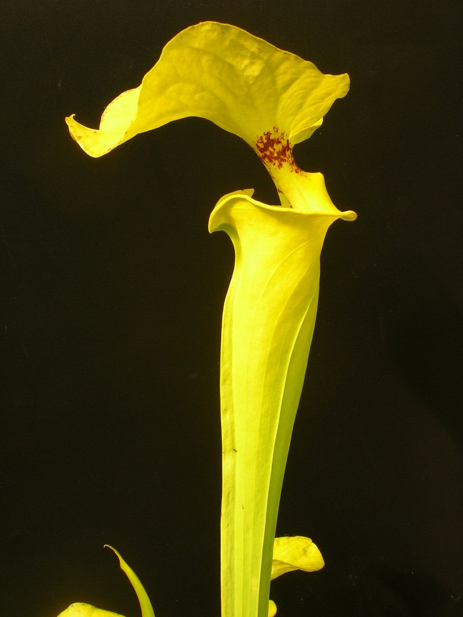 Sarracenia flava var. rugelii "Giant lid" AA